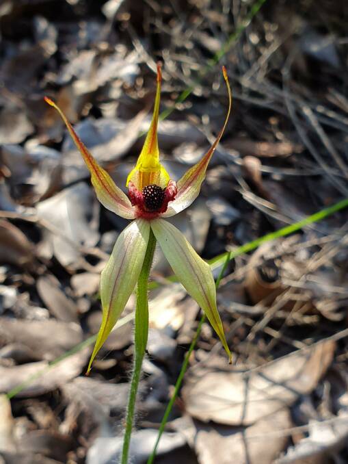 Native beauty: One of the many orchids walkers can spot on trails around Collie. Photo: Cathy Green.