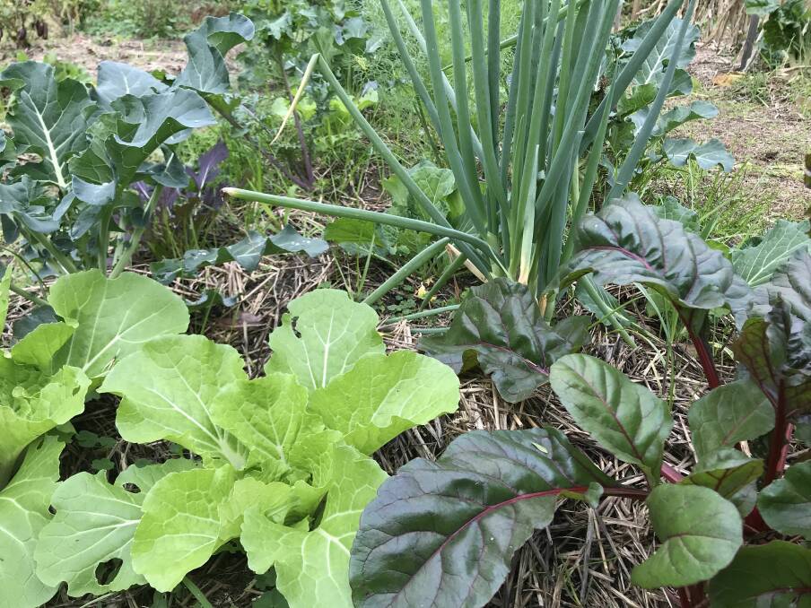 Summer crops: Mixed greens. Quick growing salad greens, radishes and Asian vegetables can all be sown now to take advantage of the warmer days and longer daylight hours. Photo: Wink Lindsay.