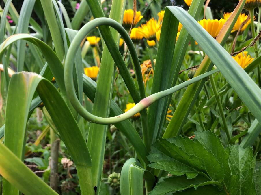 Unique and tasty: Now's the time to harvest garlic flower stalks, or garlic scape, seen growing here. Photo: Wink Lindsay.