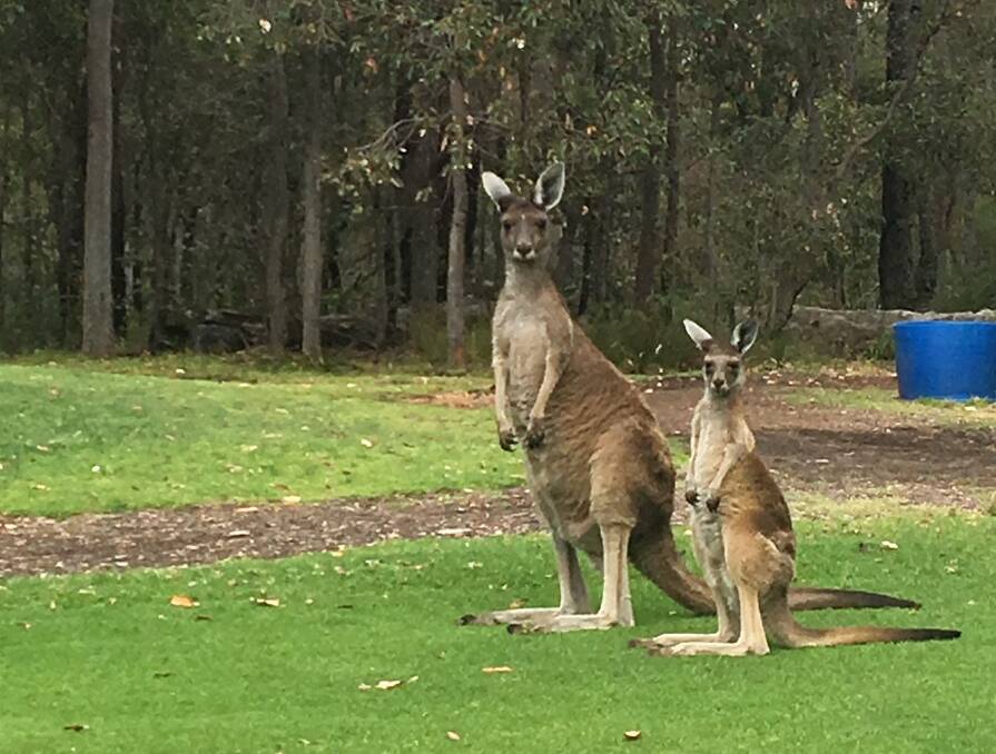 Visitors: Some friendly visitors at the Collie golf course. Photo: Supplied.