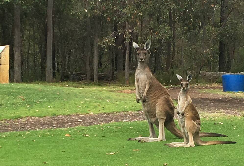 Par for the course: A pair of friendly visitors at the Collie Golf Club. Photo: supplied.