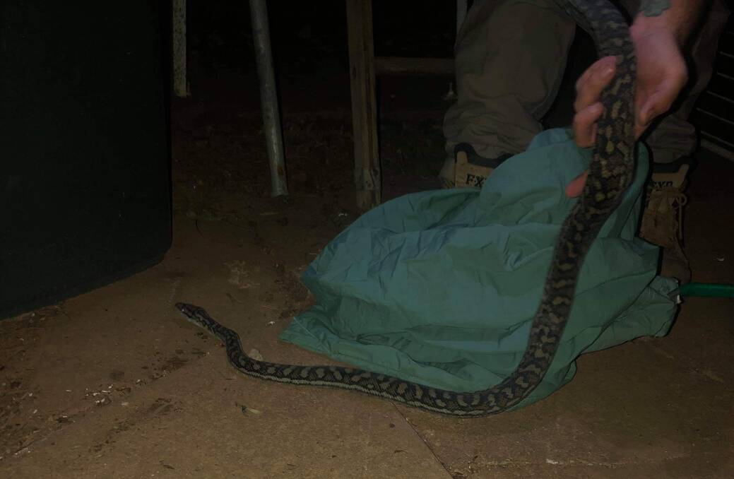 The 1.2 metre long reptile isn't venomous, and Jake Cullen said they are good at bluffing when they strike. Picture: Supplied by Taylah Honeman